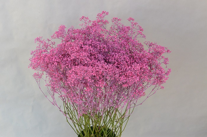 GYPSOPHILA PINK